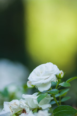 Blooming white rose on blurred background, beautiful white rose on a green background, blank for cards, holiday bouquet, spring pattern for the designer, copy space