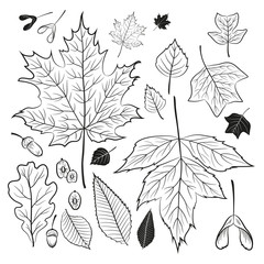Vector set of outline oak, maple, birch, elm, beech and tulip tree leaves. Black and white.