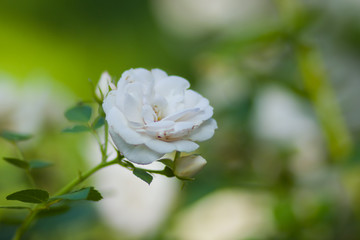 Blooming white rose on blurred background, beautiful white rose on a green background, blank for cards, holiday bouquet, spring pattern for the designer, copy space