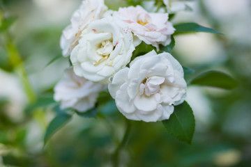 Blooming white rose on blurred background, beautiful white rose on a green background, blank for cards, holiday bouquet, spring pattern for the designer, copy space