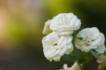 Blooming white rose on blurred background, beautiful white rose on a green background, blank for cards, holiday bouquet, spring pattern for the designer, copy space