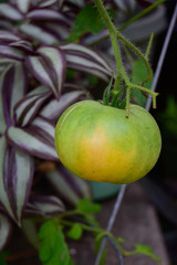 An organic heirloom tomato on the vine.