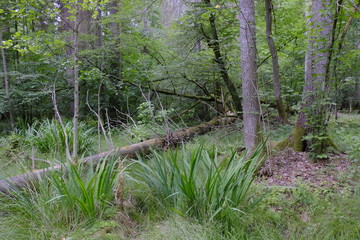 Flowering sweet flag in summer