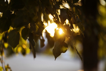 the morning autumn sun peeps through the leaf of the trees