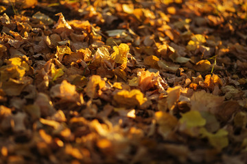 yellow leaves in the morning sun