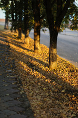 trees in the park in the morning sun