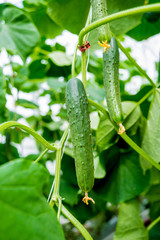 Long green cucumbers on a branch in a greenhouse