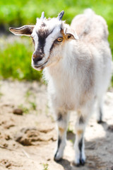 Козленок в деревне