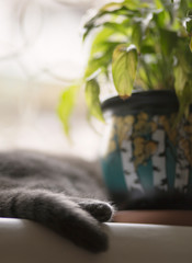 a cat lying on a window sill next to a flower