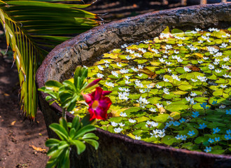 Flower with Lily Pads in Pot