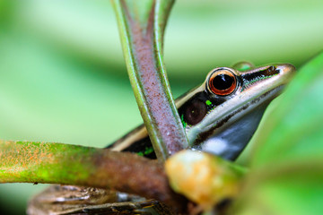 Tree frog or flying frog on fern leave in rain garden.