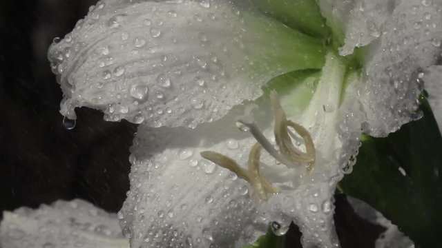 White amaryllis under heavy rain with big water drops rolling down from the beautiful flower. Extreme closeup shot in slow motion. Beautiful and romantic scene in the garden in sunny day. Shallow dof