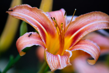 Ant on flower pedal