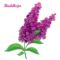 Vector branch with outline pink Buddleja or butterfly bush flower bunch and ornate leaf isolated on white background. Blooming plant Buddleja in contour style for summer design.