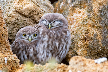 Two young little owl (Athene noctua) standing on a stone near their burrows