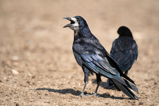 Rook (Corvus Frugilegus) stands on the ground with an open beak