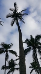 Fototapeta na wymiar Palm trees standing tall