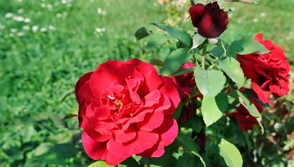 Beautiful roses in summer garden . Wide photo.