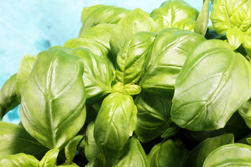 fresh green basil plant. healthy italian herb