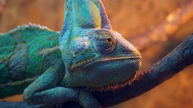 Amusing portrait of adult chameleon closeup