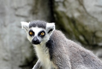 small monkey lemur