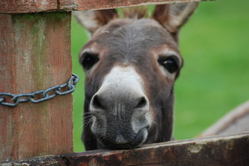 nosy donkey 