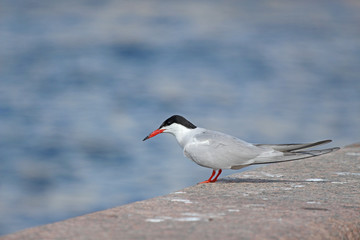 The Caspian tern on the granite embankment