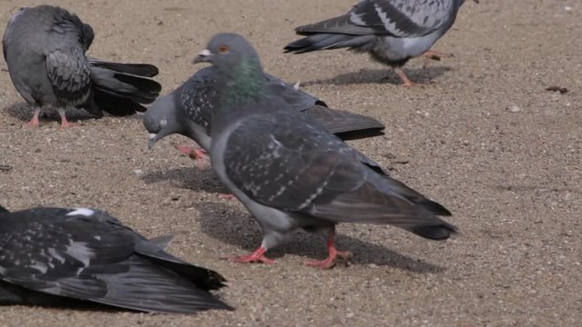 Pigeons sit on the lake and warm up, relax