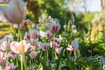 Tulips in the Garden, Giverny, France