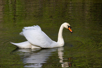 Big white swan 