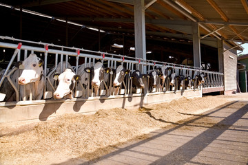 Rinderzucht - Offener Rindviehstall, Kühe im Fressgitter