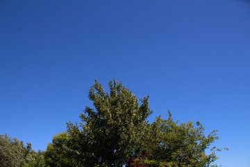 Obraz premium top of a green tree with blue sky