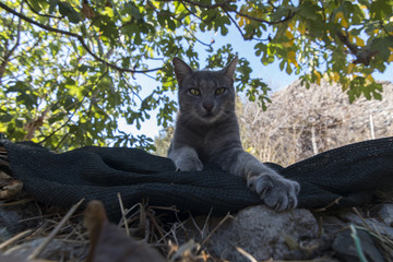 Gray cat is sitting on stones, green leaves background