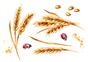 Ears of wheat and seeds set. Watercolor hand drawn illustration, isolated on white background
