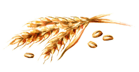 Ears of wheat and seeds. Watercolor hand drawn illustration, isolated on white background - obrazy, fototapety, plakaty