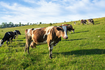 Fototapeta na wymiar Cows in the pasture