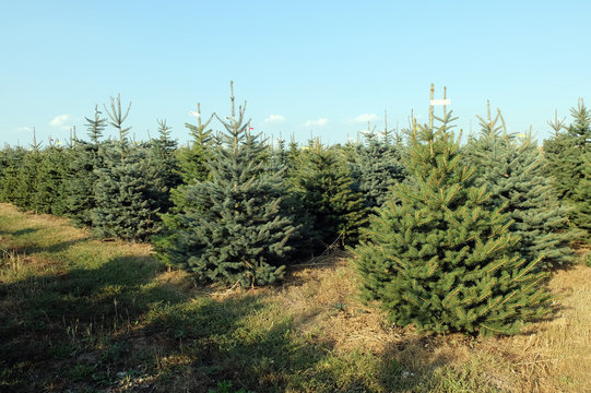 Weihnachtsbaum Plantage