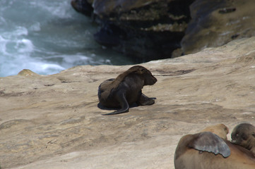 Sea Lion Pup June