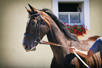 Brown horse and stable