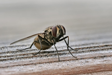 Fliege als Makroaufnahme mit viel Tiefenschärfe sitzt auf Holz - obrazy, fototapety, plakaty