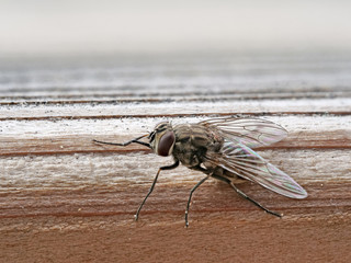 Wadenstecher als Makrofoto, Stomoxys calcitrans