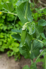 Fresh pea pods on plants in the garden. Summer natural background.