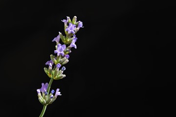 Fototapeta na wymiar Lavender. Beautifully blooming violet plant - Lavandula angustifolia (Lavandula angustifolia)
