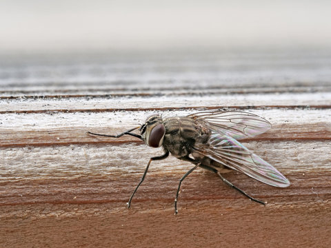 Wadenstecher als Makrofoto, Stomoxys calcitrans