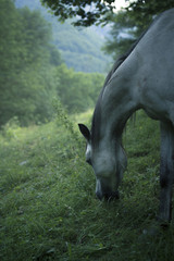 Fototapeta premium Pur sang arabe