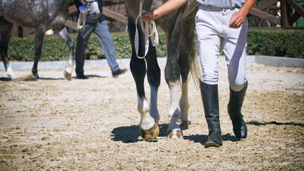 Leading horse on dressage competition
