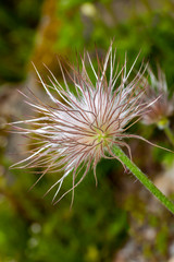 pulsatila halleri plant bloom