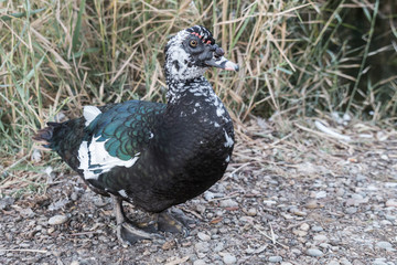 Muscovy Duck, Cairina moschata, in Datca, Turkey