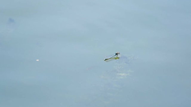 Dragonflies are played with each other on the lake