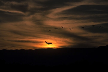 Fototapeta na wymiar Airplane, birds and the sunset